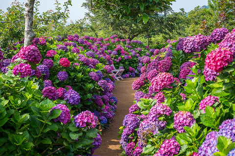 Ficoszo hydrangea blooms reach 8–20 cm diameter for bold focal points.