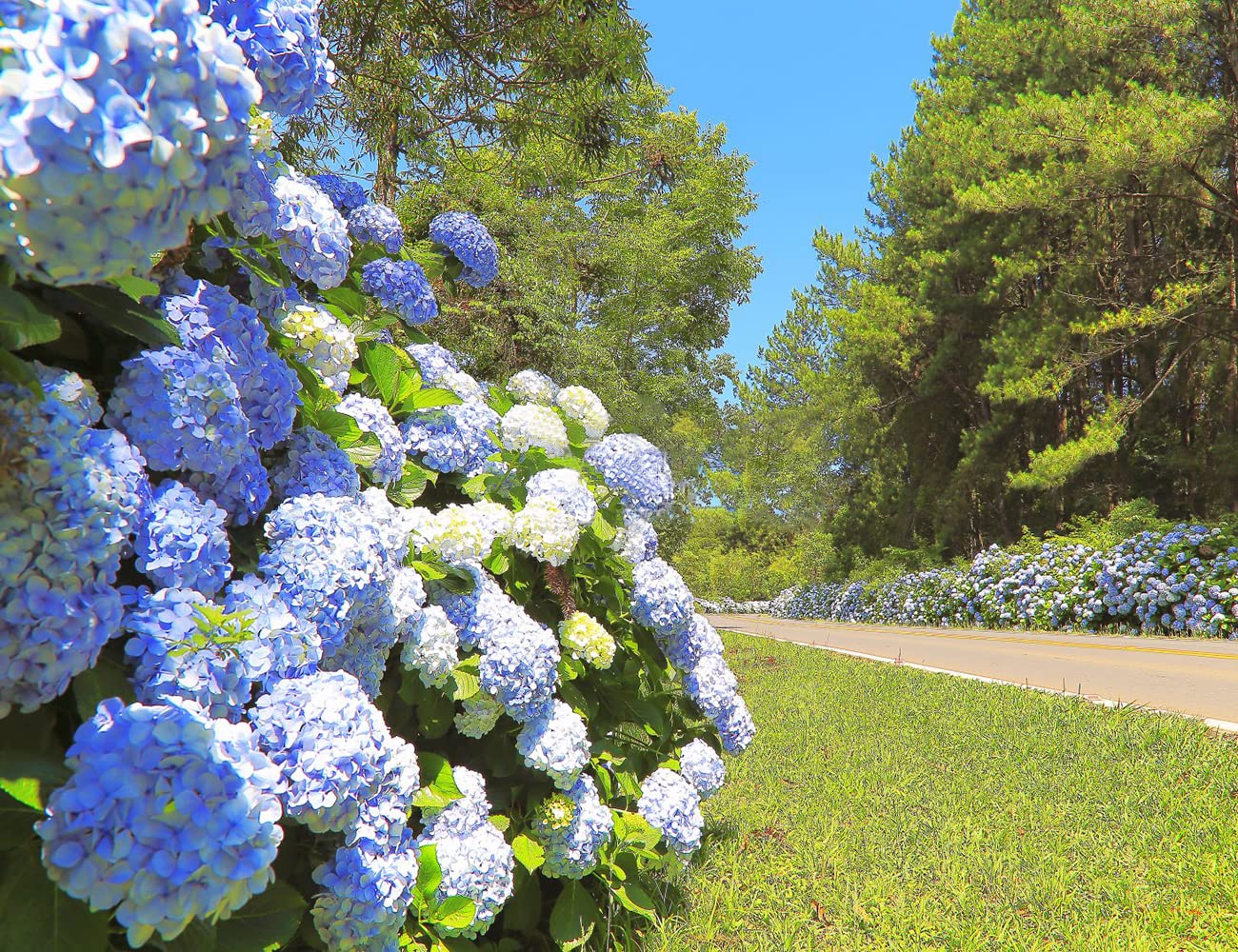 Ficoszo hydrangea color-spectrum blooms for colorful garden displays.