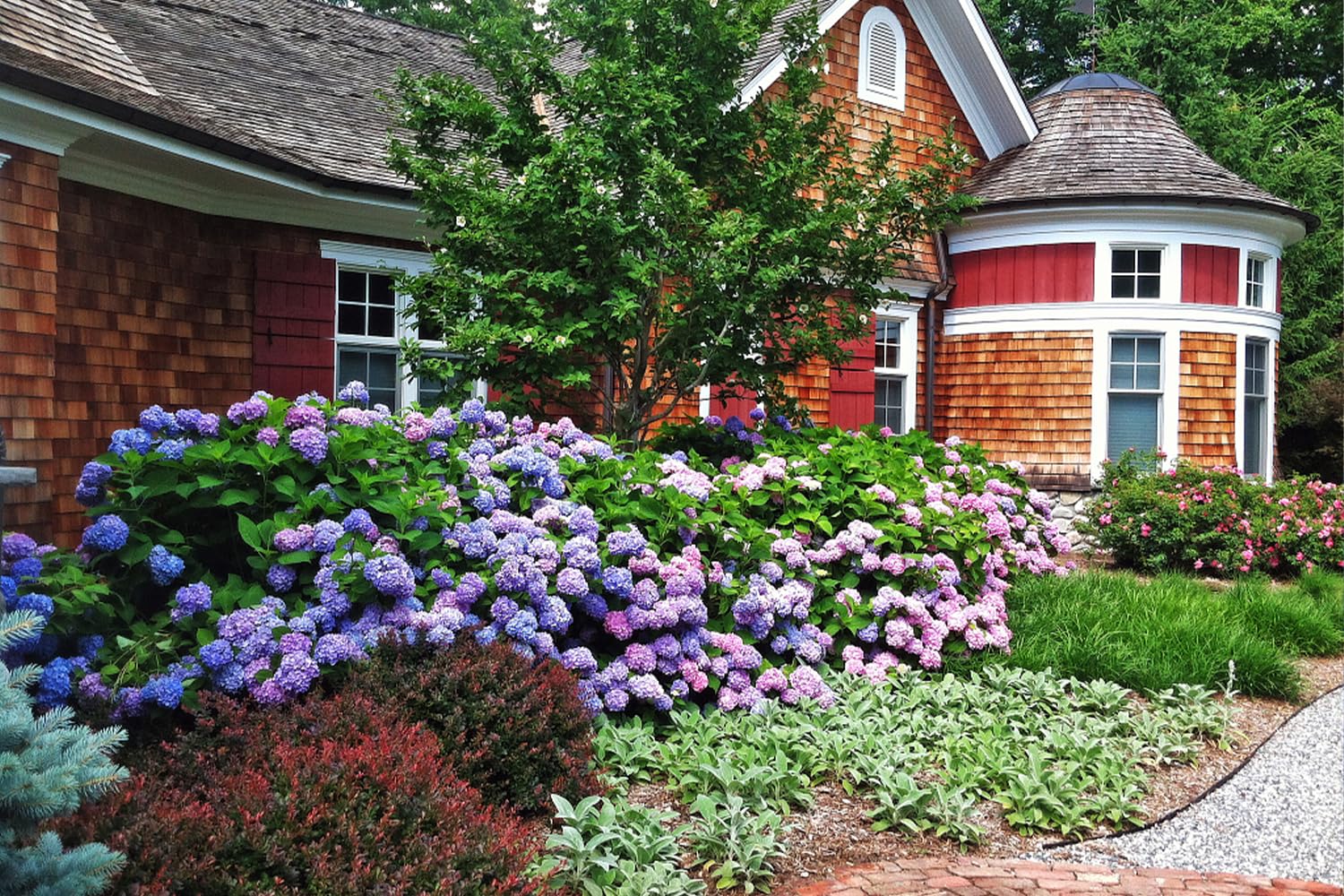 Ficoszo hydrangea blooms appear in dense clusters for long-lasting garden interest.