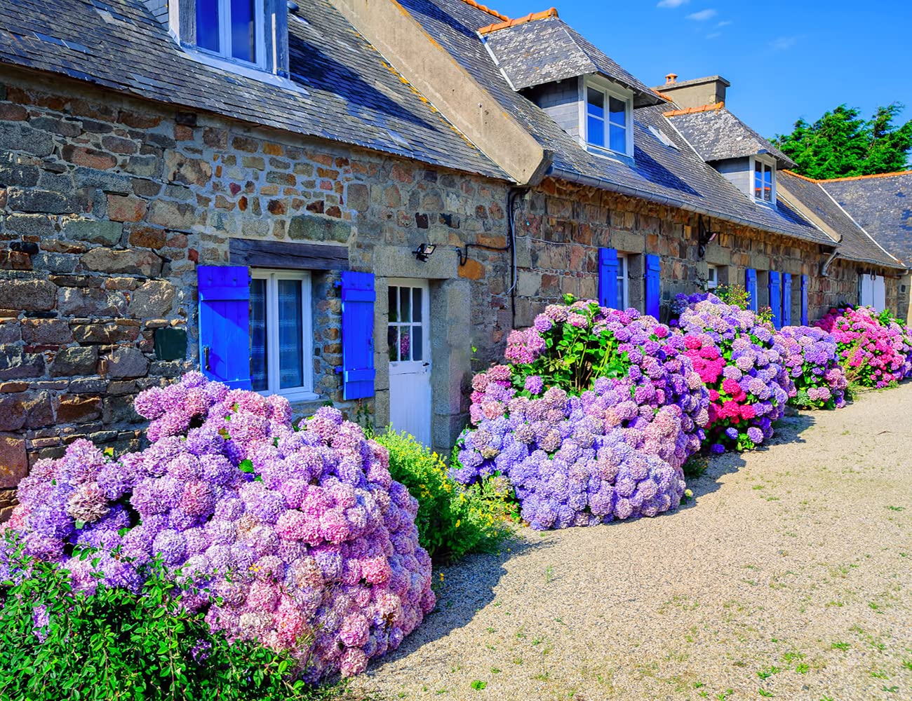 Ficoszo hydrangea fast-growing shrub planting guide shows quick landscape impact.