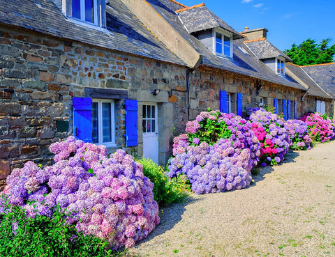 Ficoszo hydrangea fast-growing shrub planting guide shows quick landscape impact.