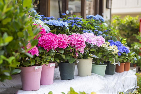 Ficoszo hydrangea flowers display color shifts across purple, white, blue, and pink hues.