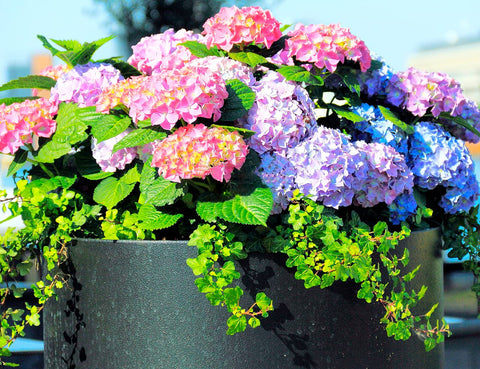 Ficoszo hydrangea giant snowball bloom preview adds elegant focal point to outdoor spaces.