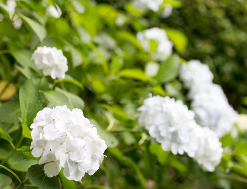 Ficoszo hydrangea long-flowering period promises extended season color.