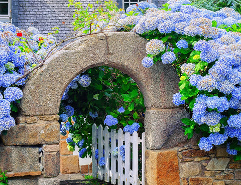 Ficoszo hydrangea outdoor garden setup in pots or beds.