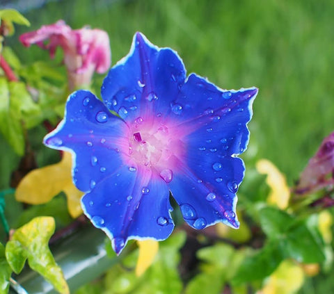 Ficoszo Ipomoea nil seeds display mixed colors for fences and trellises
