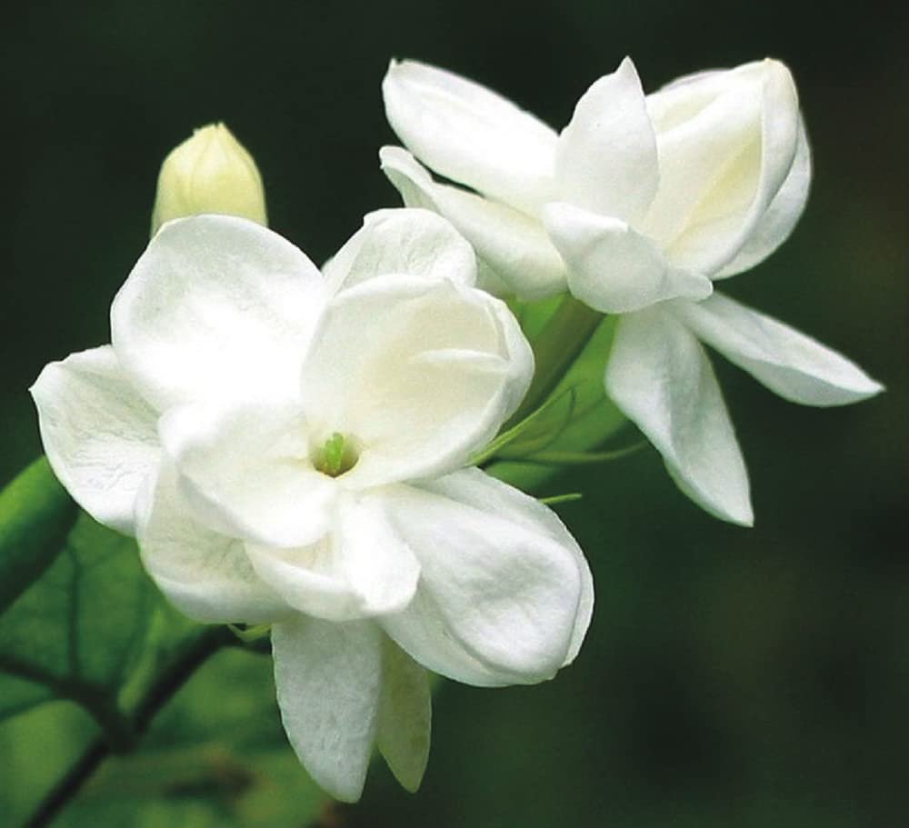 Ficoszo Jasmine seeds suited for perennial garden bonsai-like growth.