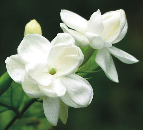 Ficoszo Jasmine seeds suited for perennial garden bonsai-like growth.