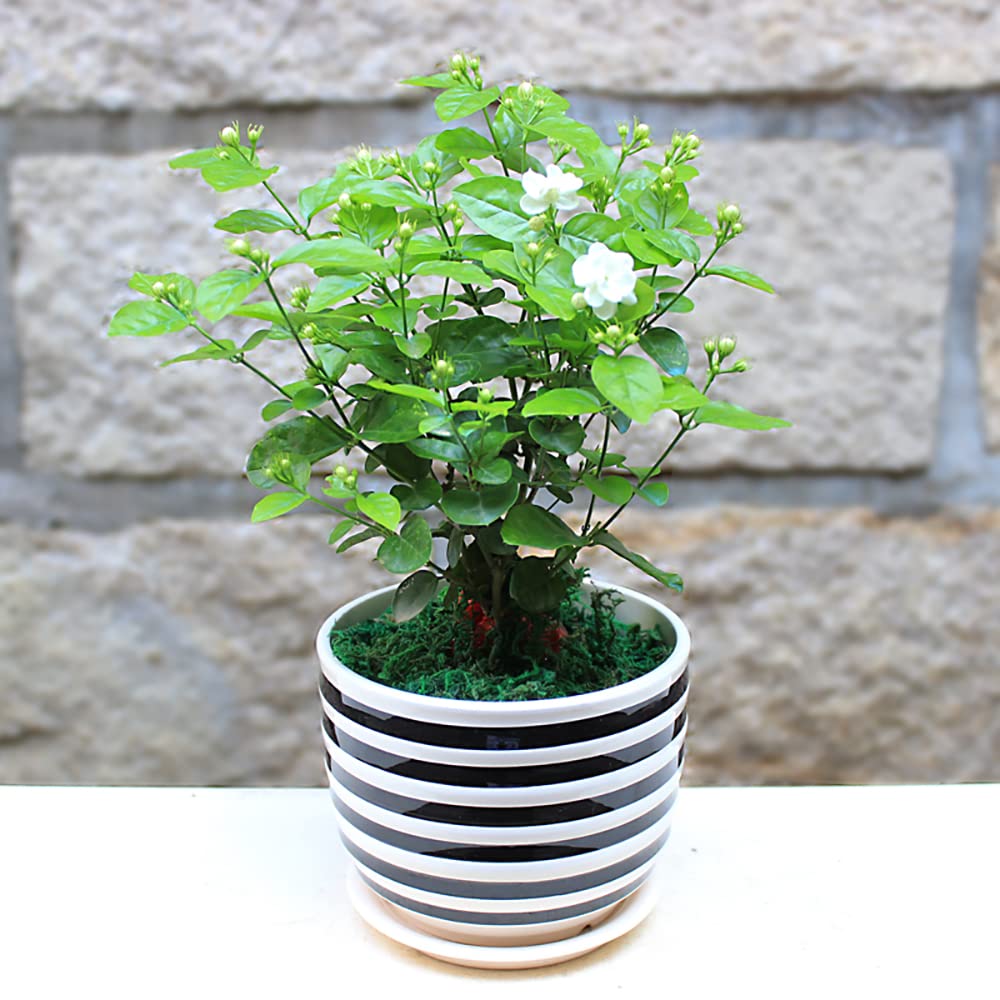 Ficoszo Jasmine flowers provide long-lasting fragrance for wedding decor.