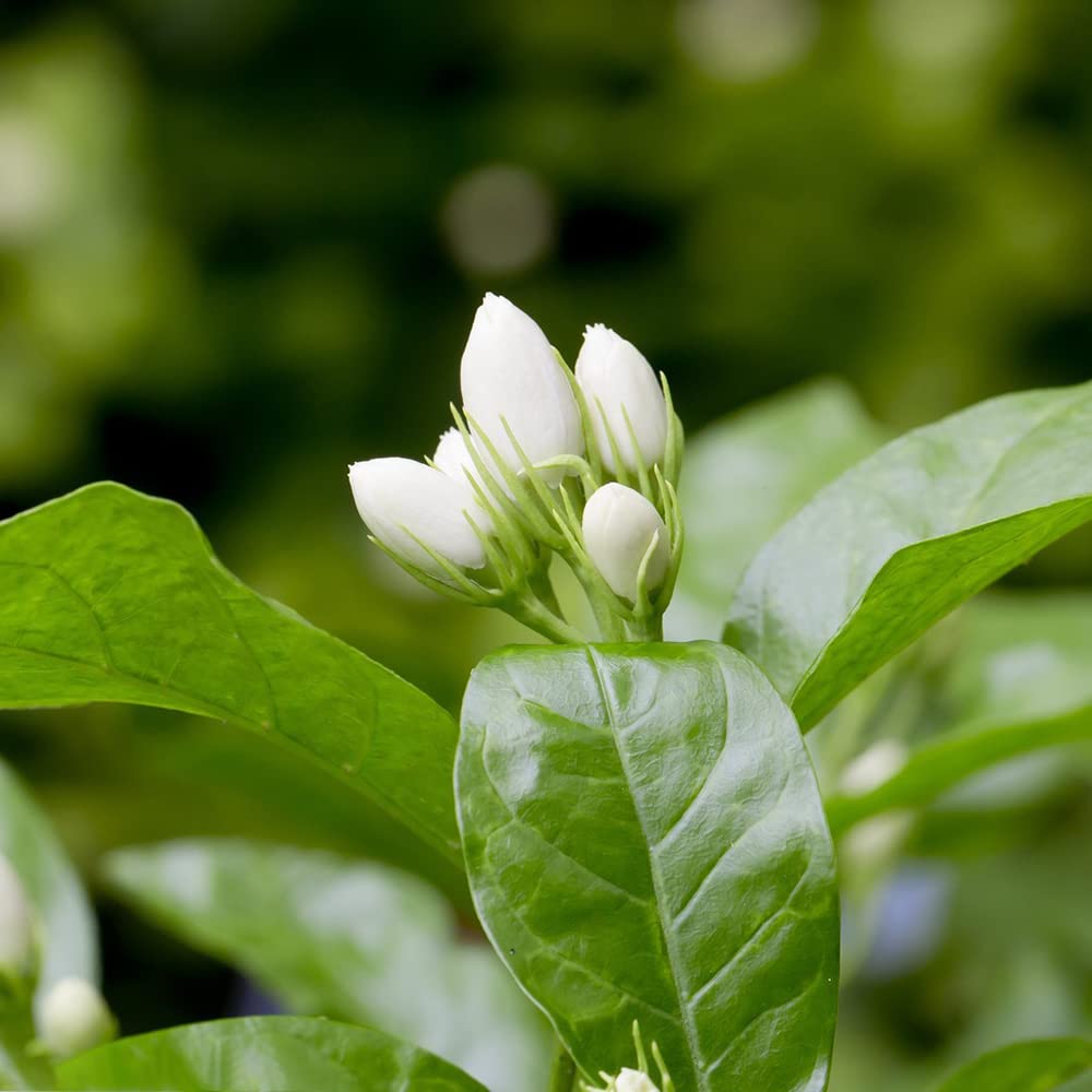 Ficoszo Jasmine germination rate up to 90% for thriving blooms.
