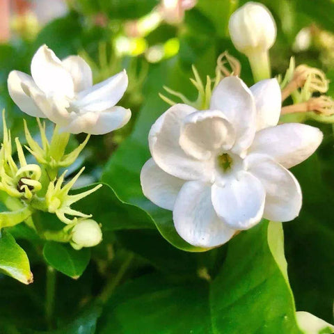 Ficoszo Jasmine seeds non-gmo heirloom variety ideal for beginners.