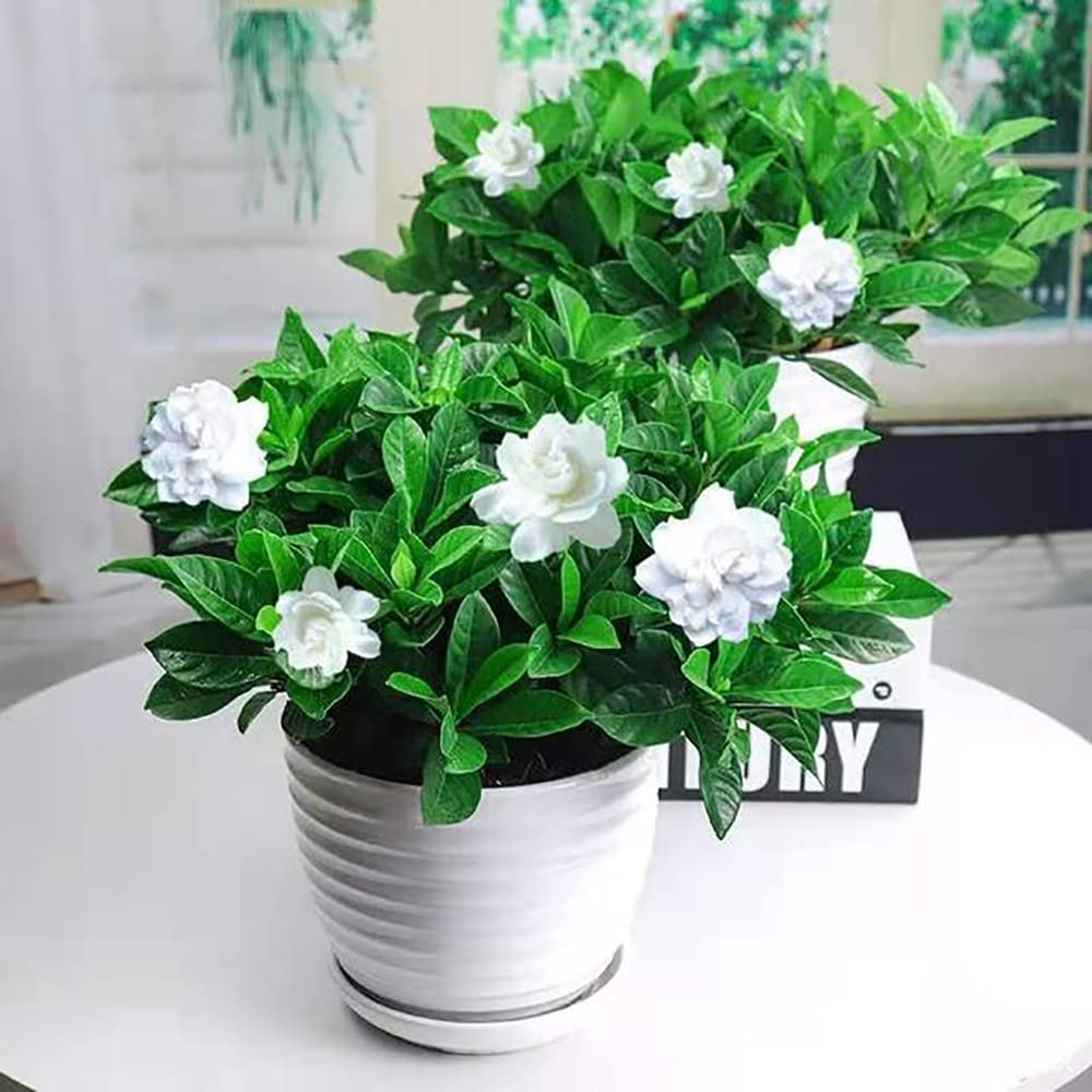 Ficoszo Jasmine seed planting instructions for fast, simple sowing.