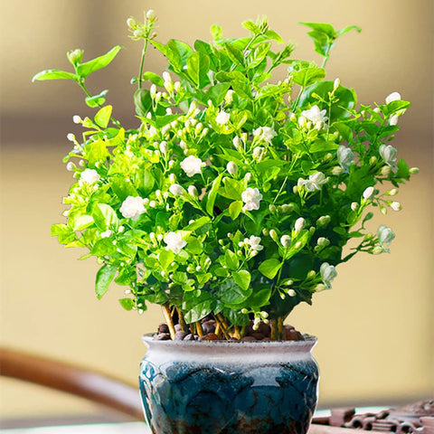 Ficoszo Jasmine vines or mounds offer elegant yard accents.