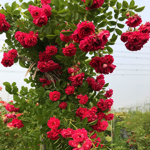 Ficoszo long-blooming roses offer extended color in garden borders.