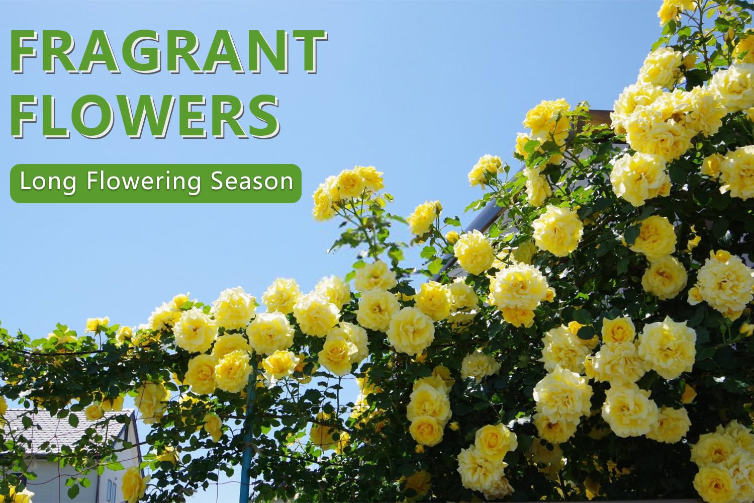 Long-blooming Ficoszo roses brighten outdoor gardens from spring to fall.