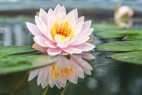 Ficoszo lotus seeds offer hopeful blooms in a freshwater pond scenario.