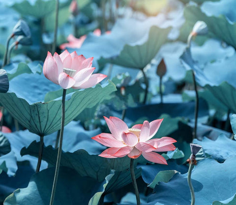 Ficoszo non-GMO lotus seeds ideal for reliable home cultivation.