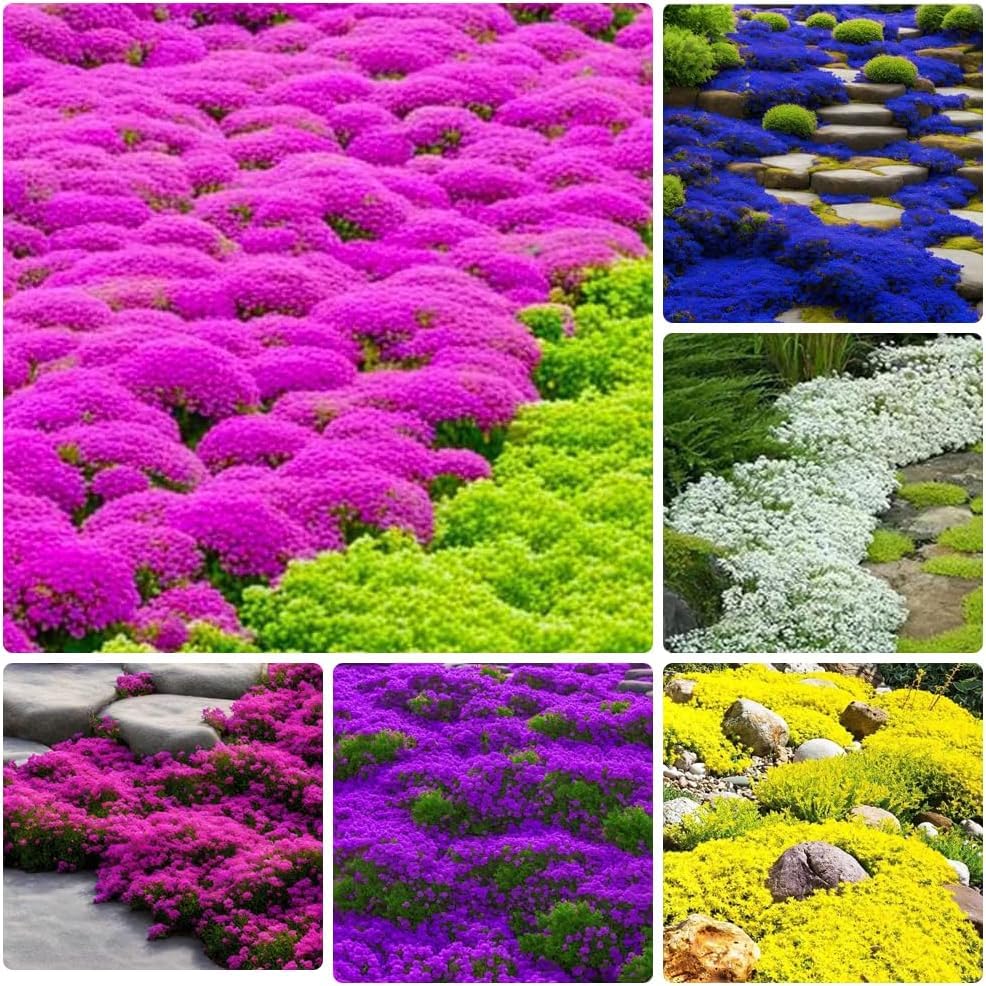Ficoszo mix creeping thyme seeds for ground cover with fast spreading