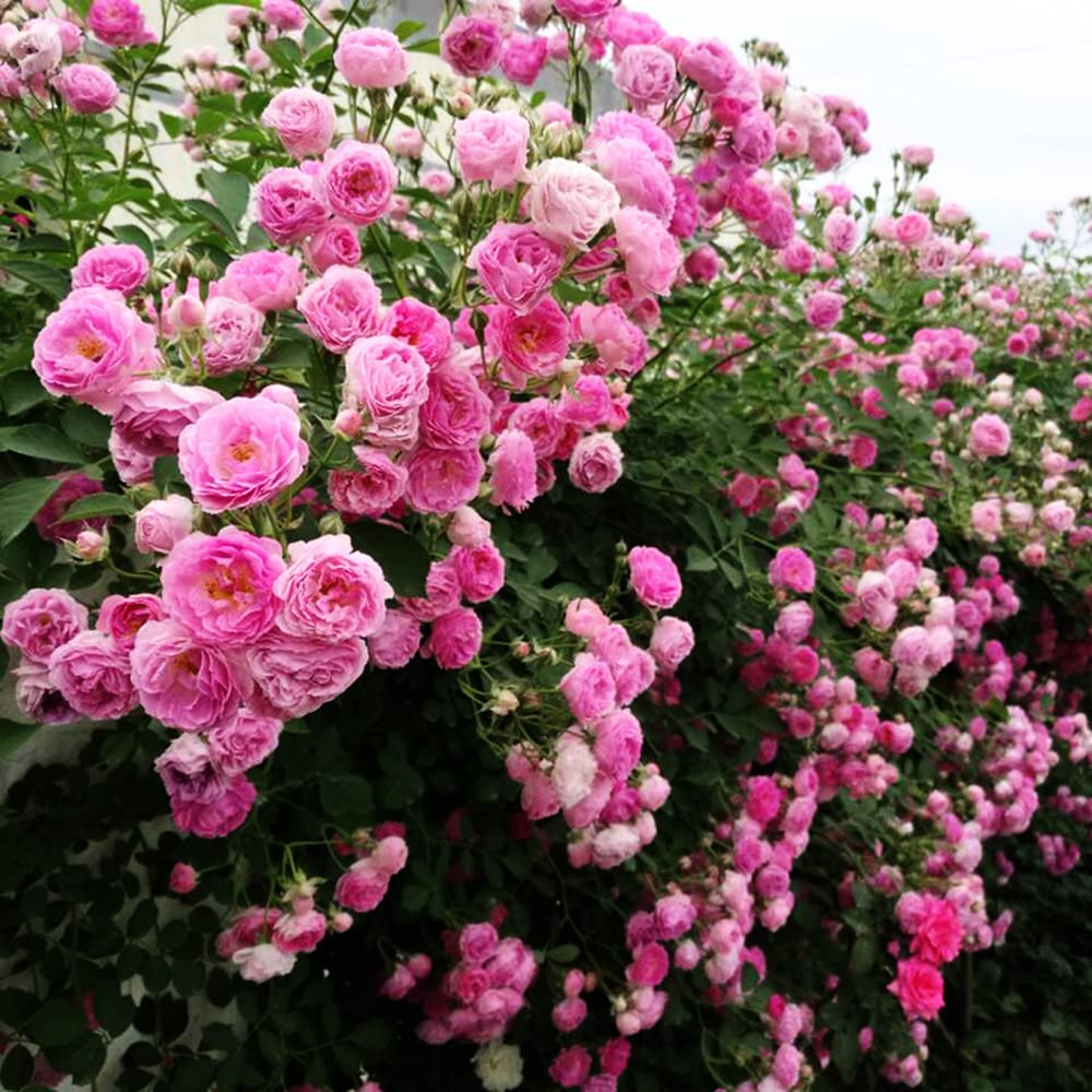 Ficoszo mix rose seeds bring colorful garden scenery and borders.