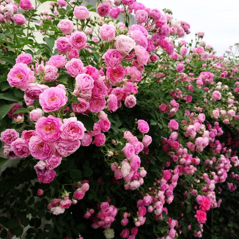 Ficoszo mix rose seeds bring colorful garden scenery and borders.