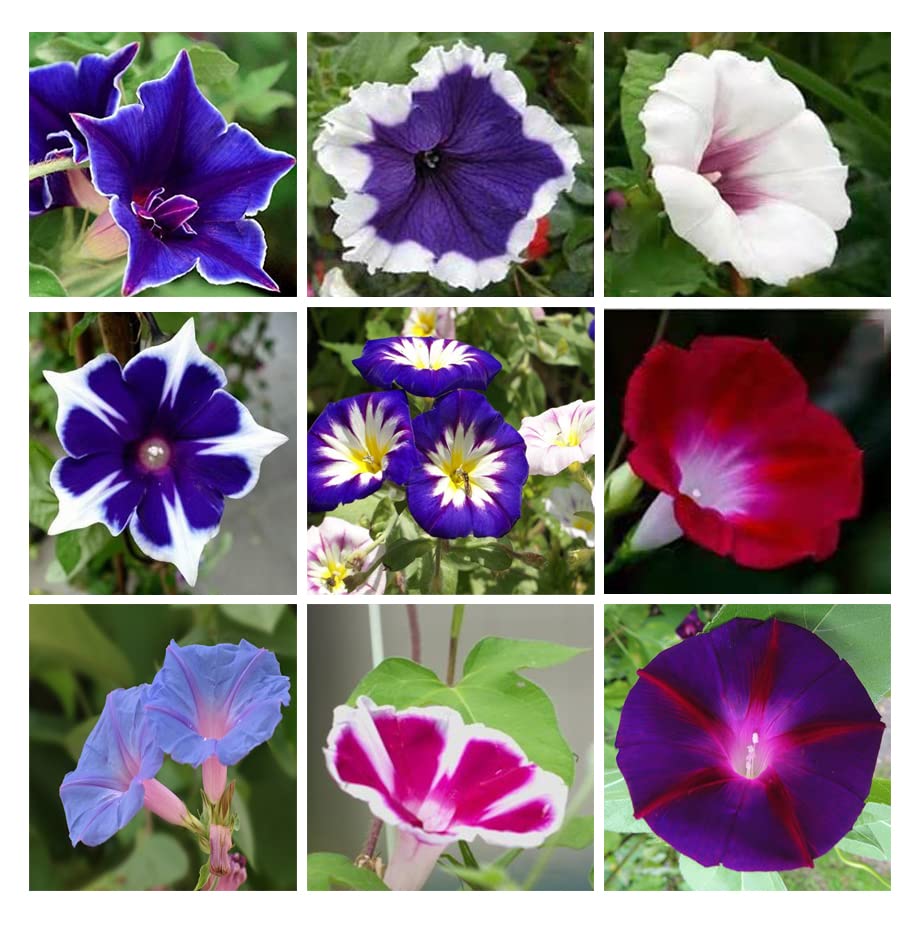 Ficoszo Morning Glory seeds pack ready for planting with vibrant colors
