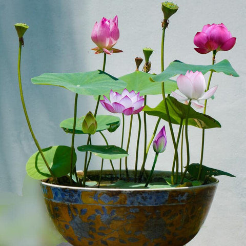 Ficoszo Nelumbo seeds forming a tiny aquatic bonsai in a home pond.