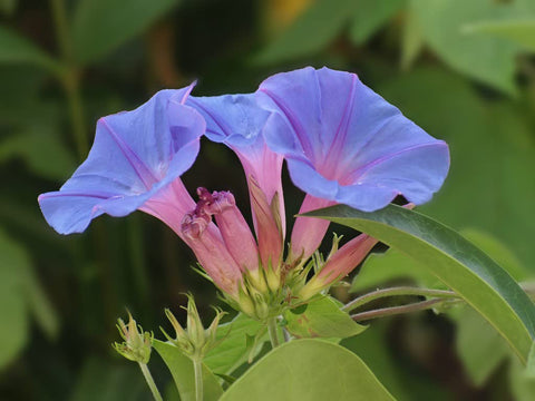 Ficoszo Open-pollinated heirloom Ipomoea nil seeds for seed saving