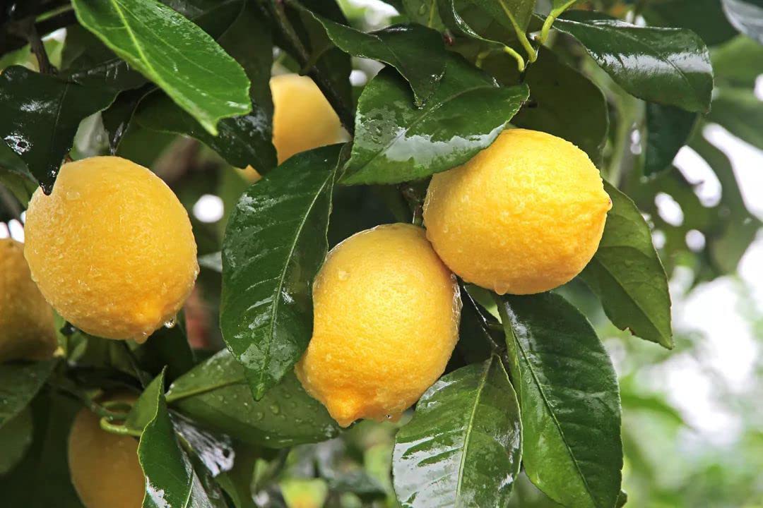 Ficoszo organic non-GMO label supports organic home gardening choices.