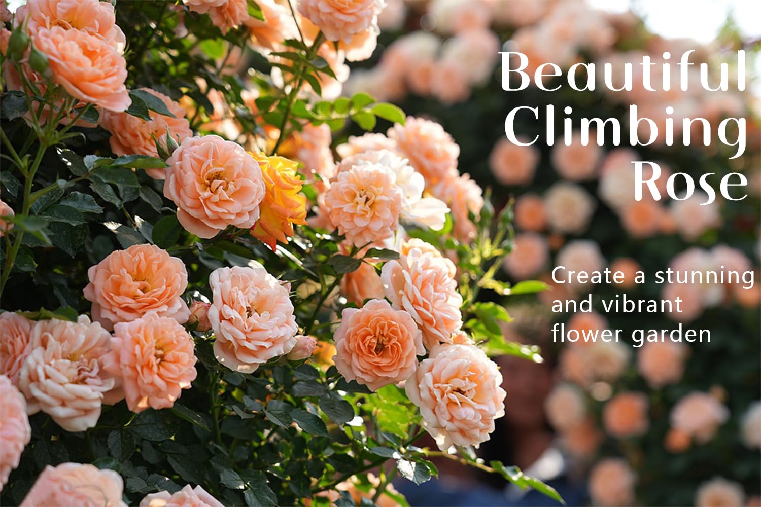 Outdoor garden decor with Ficoszo climbing roses for colorful borders.