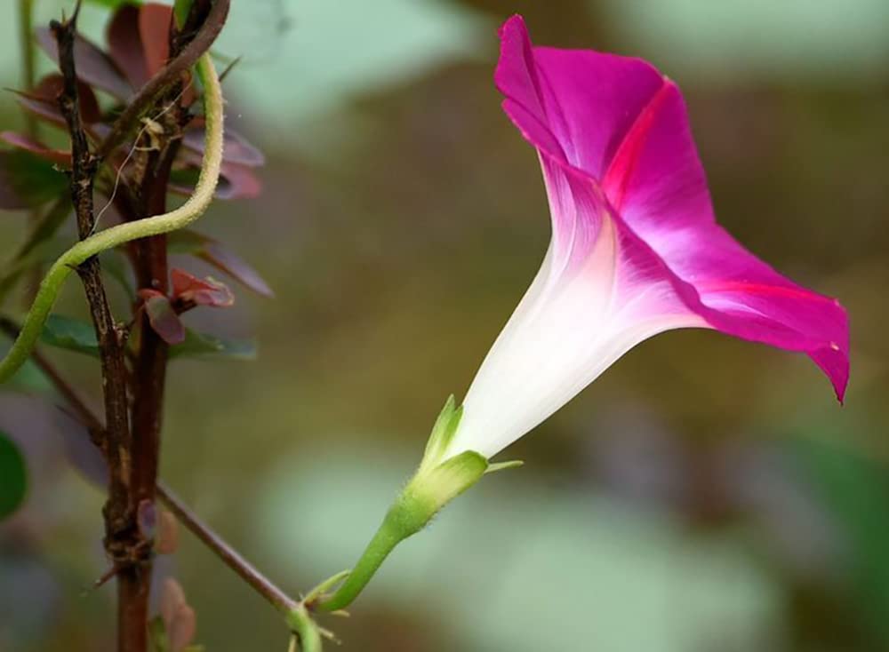 Ficoszo Planting instructions step-by-step guide for indoors or direct sowing