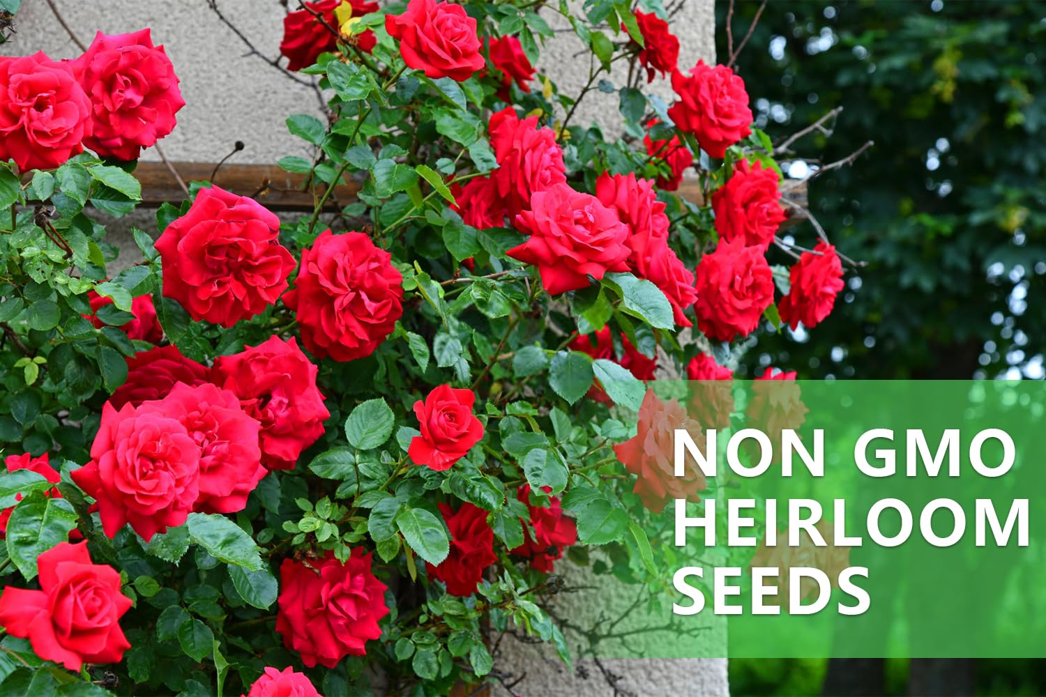Plant Ficoszo rose seeds on a trellis for vertical growth.