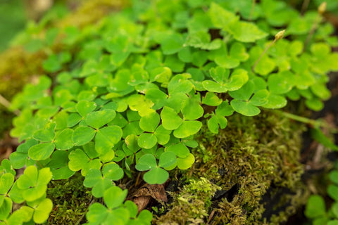 Ficoszo planting steps in warm, moist soil promote healthy growth