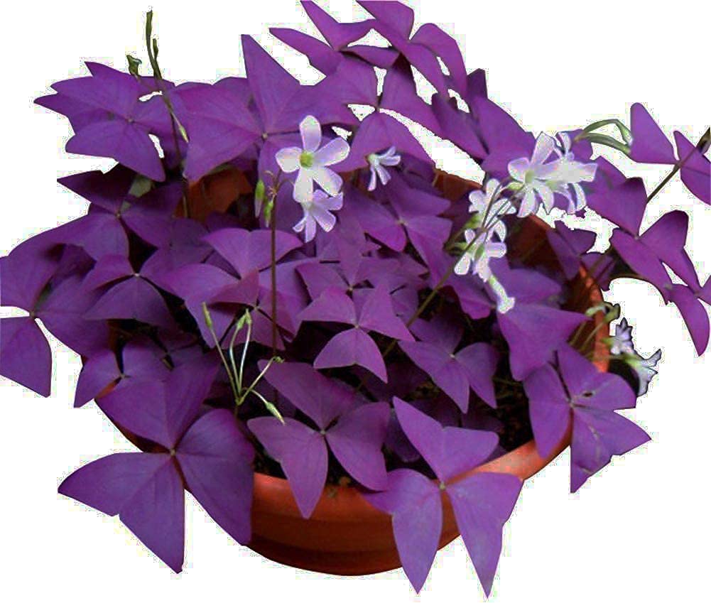 Ficoszo Purple Shamrocks bulbs showcase vivid purple leaves for a striking year-round garden focal point.