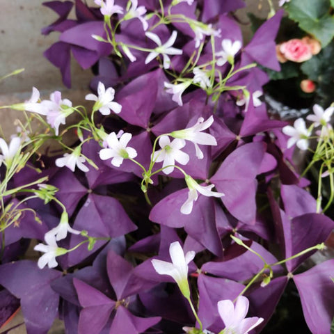 Ficoszo Purple Shamrocks bulbs produce long-lasting blooms in bright light, ideal for outdoor patios.