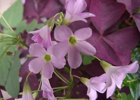 Ficoszo Purple Shamrocks bulbs are easy to grow, welcoming beginners to try planting.