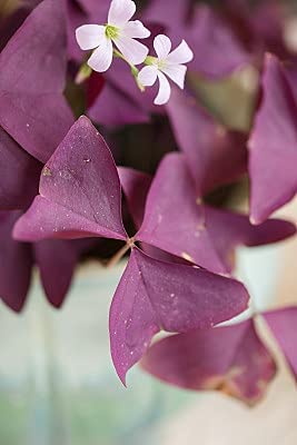 Ficoszo Purple Shamrocks bulbs thrive with sufficient light and well-draining soil for best color.