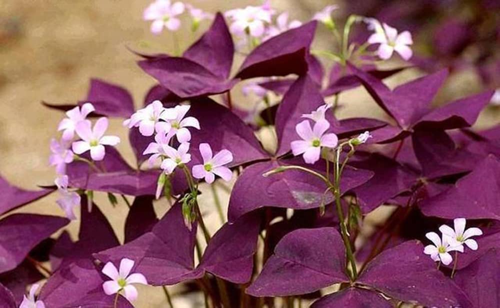 Ficoszo Purple Shamrocks bulbs suit indoor gardens and small outdoor spaces for versatile decorating.