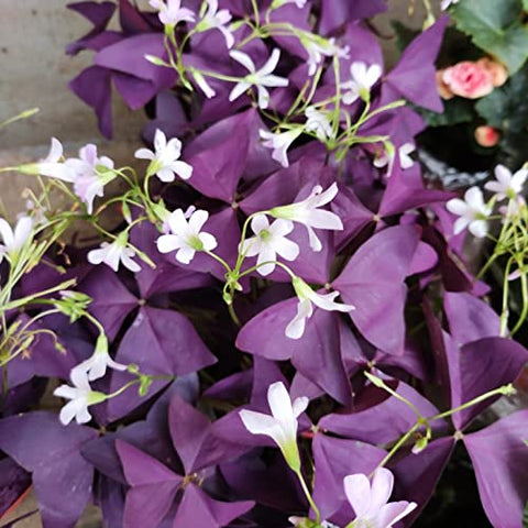 Ficoszo Purple Shamrocks bulbs arrive ready for quick planting, a practical choice for spring projects.