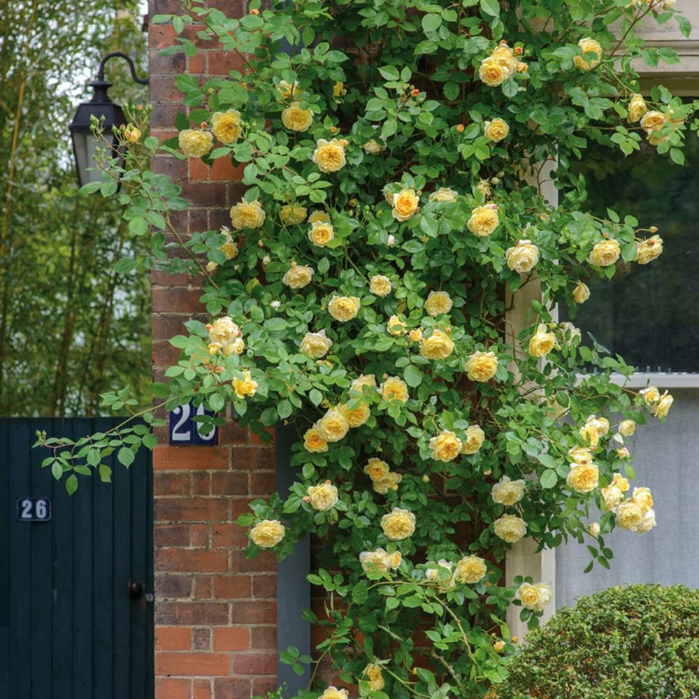 Ficoszo greenhouse-ready rose seeds start indoors with ease.