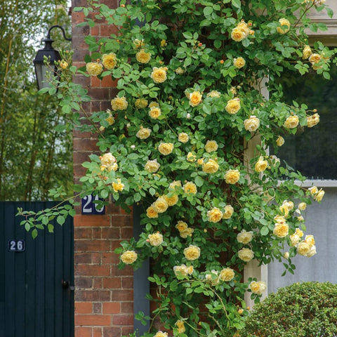 Ficoszo greenhouse-ready rose seeds start indoors with ease.