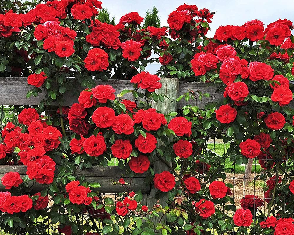 Ficoszo seed germination guidance supports new climbers toward healthy growth.