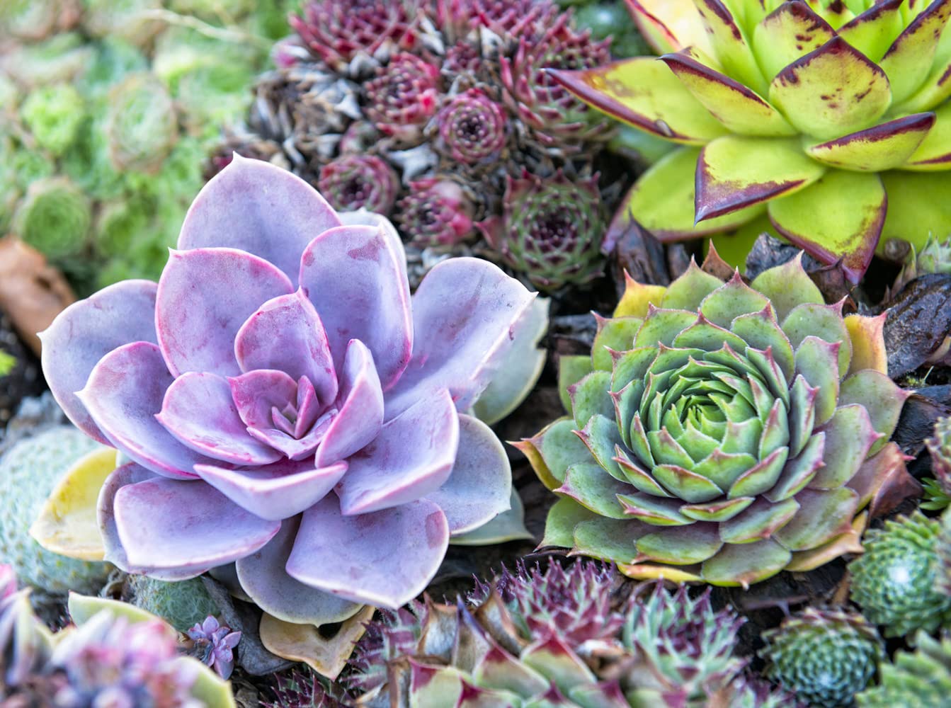 Ficoszo self-sealing bag keeps succulent seeds ready for planting.