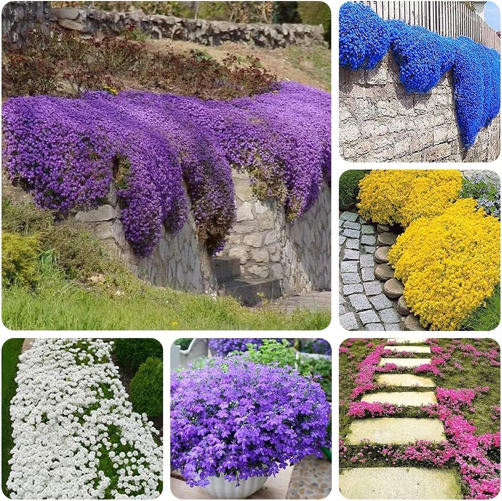Ficoszo thyme seeds are tiny and require moist soil for germination