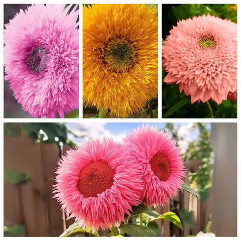 Close-up of Ficoszo Teddy Bear sunflowers showing giant fluffy blossoms