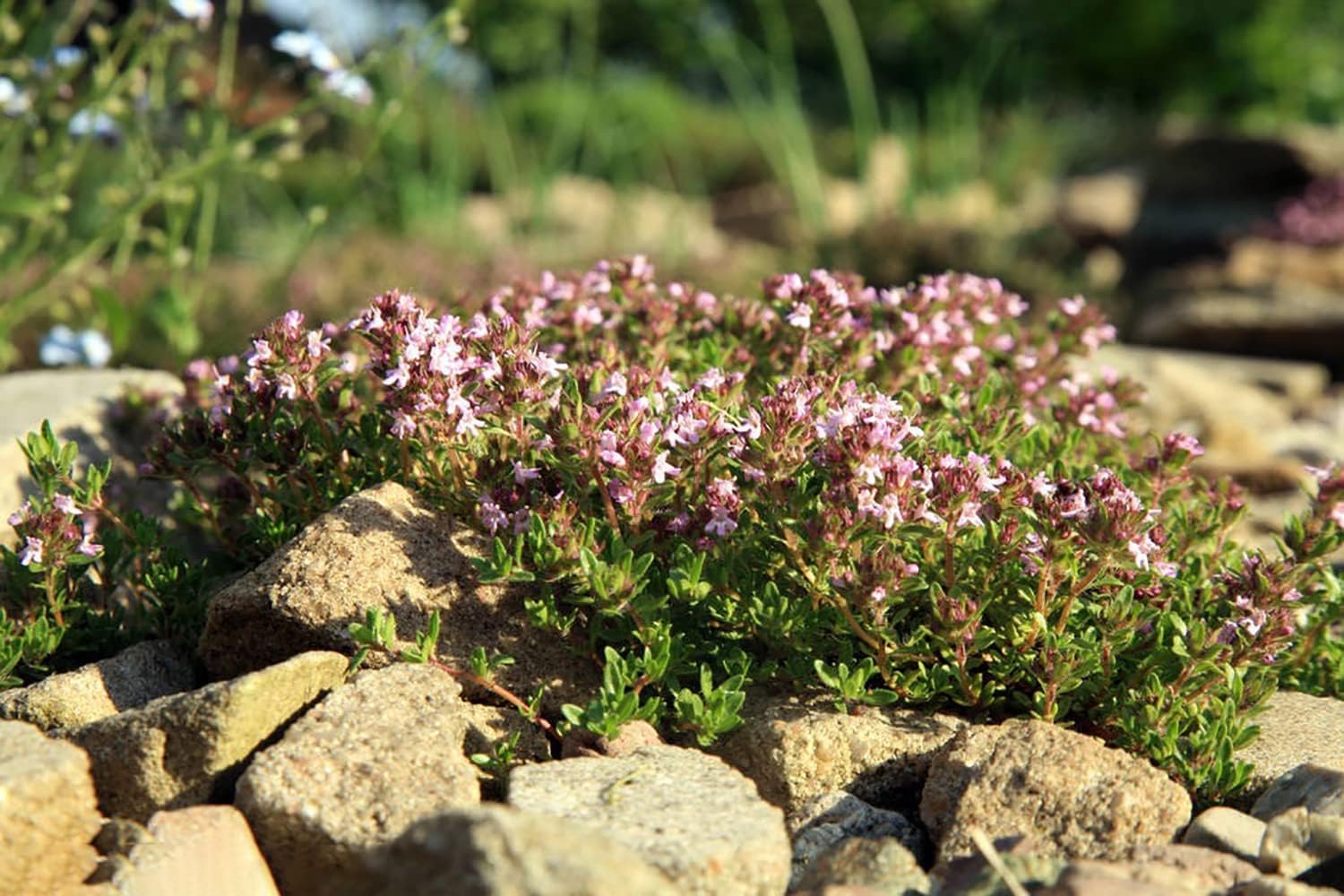 Ficoszo thyme seeds planted between paving for color and fragrance