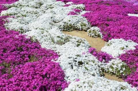 Ficoszo thymus-serpyllum dry-garden setup showing drought-tolerant ground cover