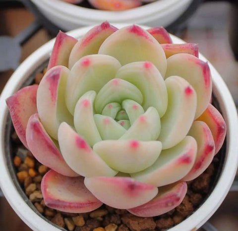 Ficoszo varied succulent seeds mix collection for creating unique indoor arrangements.