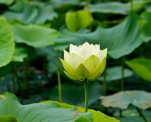 Ficoszo water garden setup with lotus seeds ready to grow and shine.