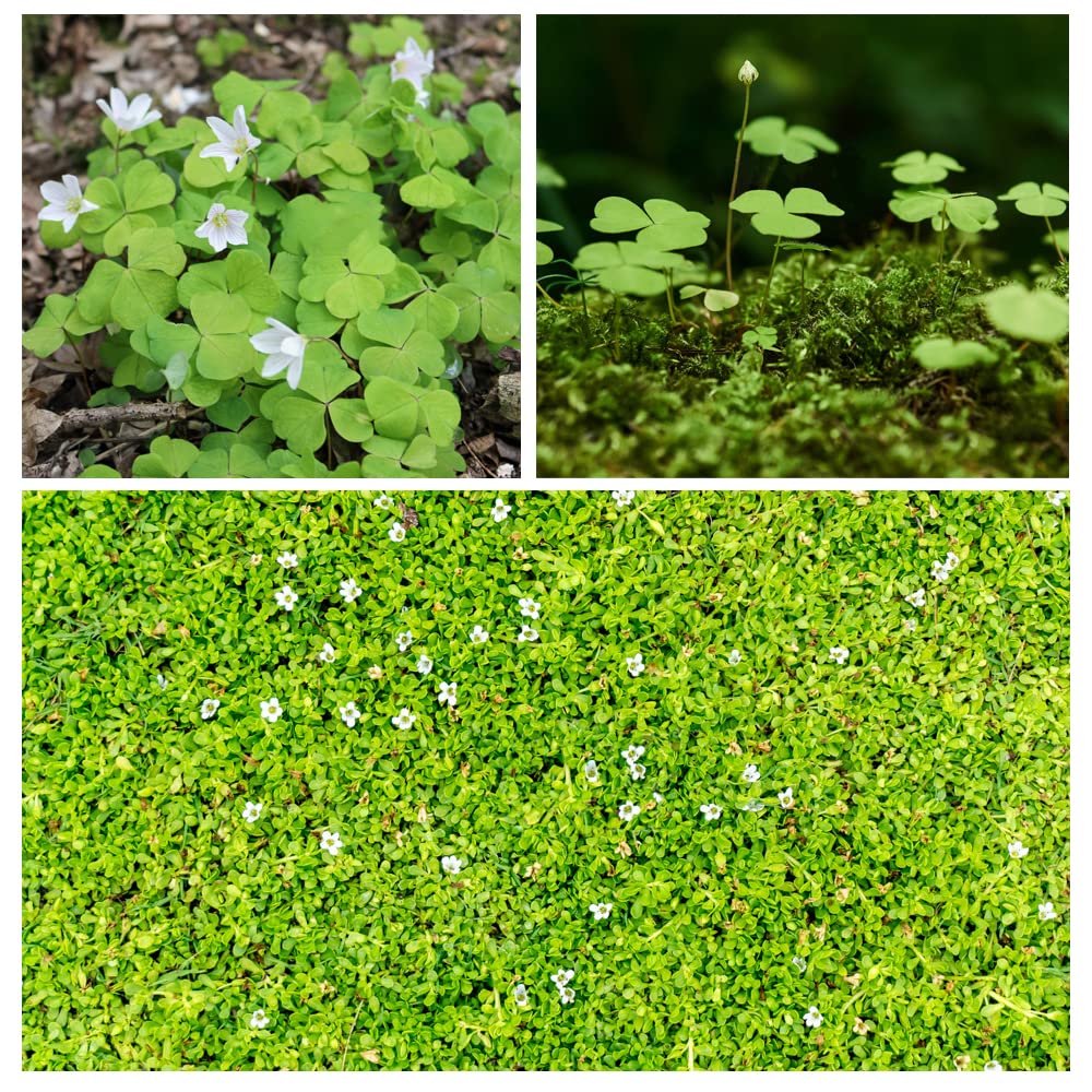 Ficoszo White Irish Moss seeds pack for easy garden planting