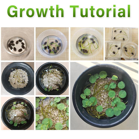 Ficoszo lotus seeds germinating in water, simple setup for a beginner-friendly project.